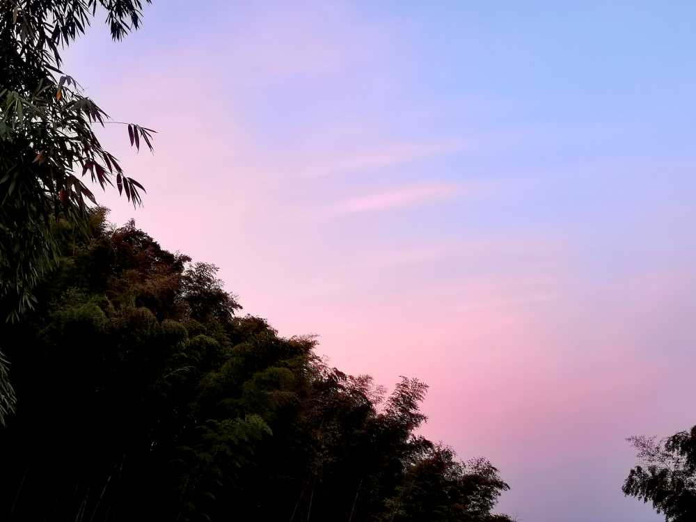 紫晨