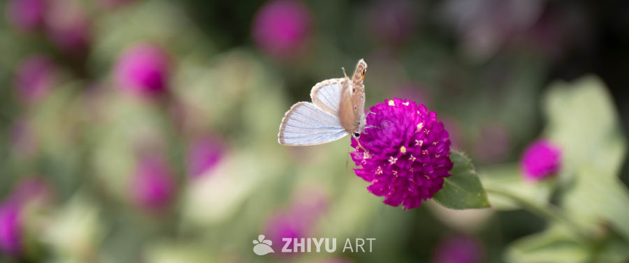 蝴蝶与紫花的静谧邂逅