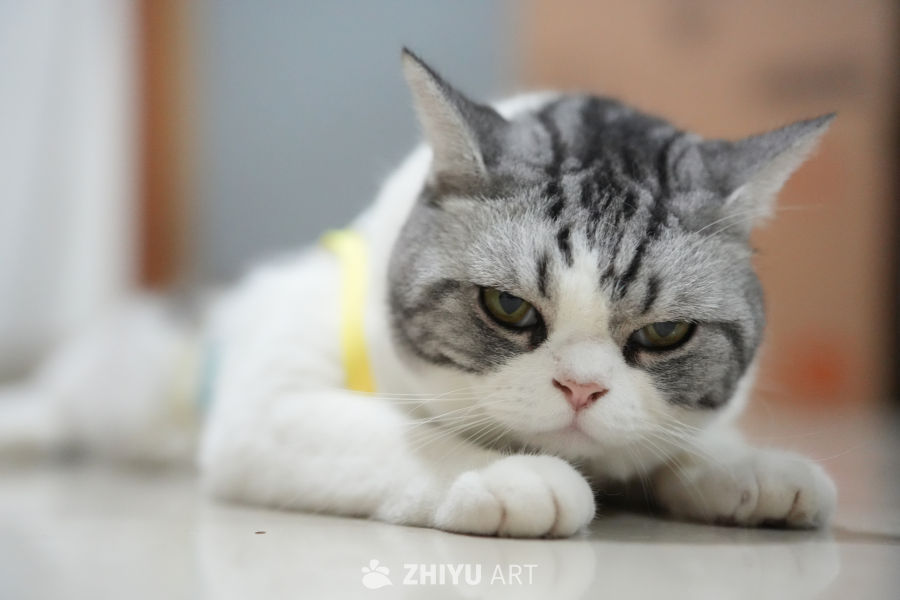猫咪 56
