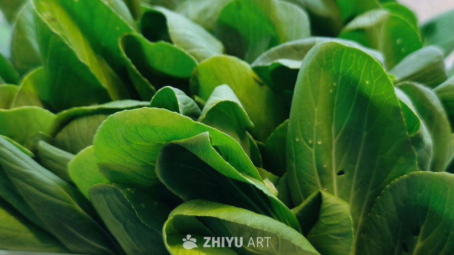 新鲜可口的青菜