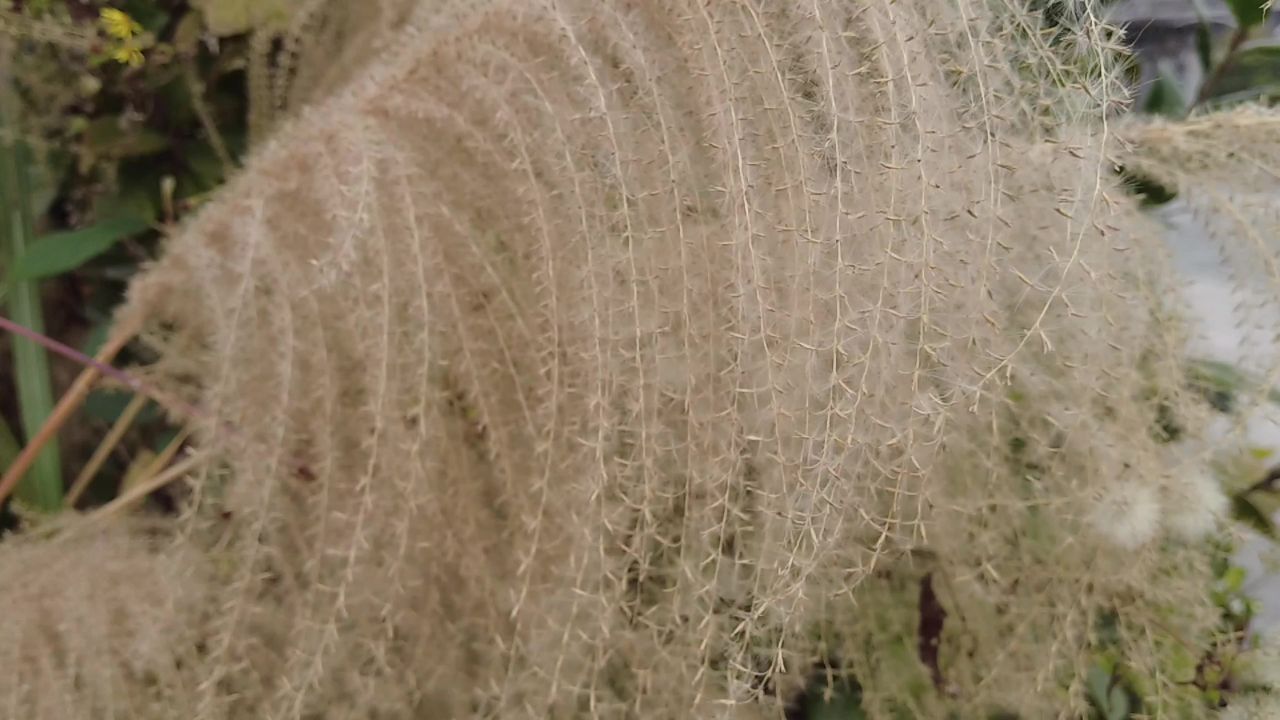 枯萎 芦苇 植物 实拍