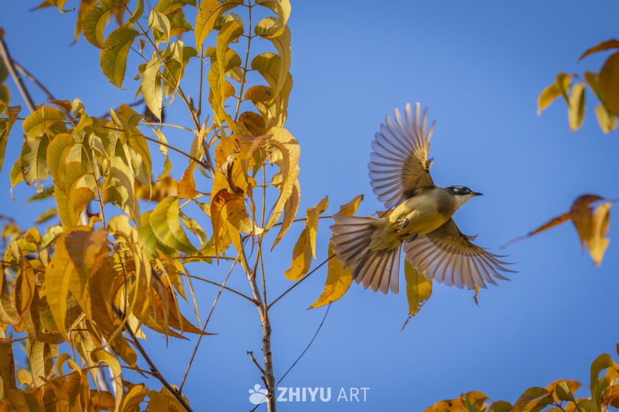 秋日飞鸟掠枝头