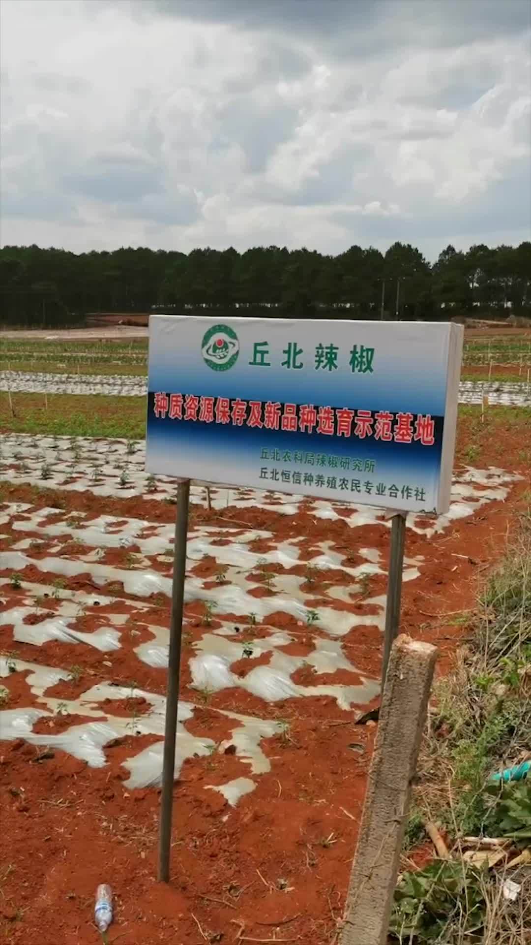 丘北辣椒种植基地