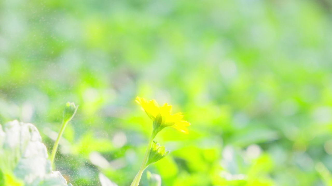 夕阳下的小黄花