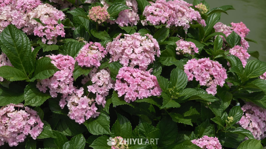 夏日里盛开的绣球花