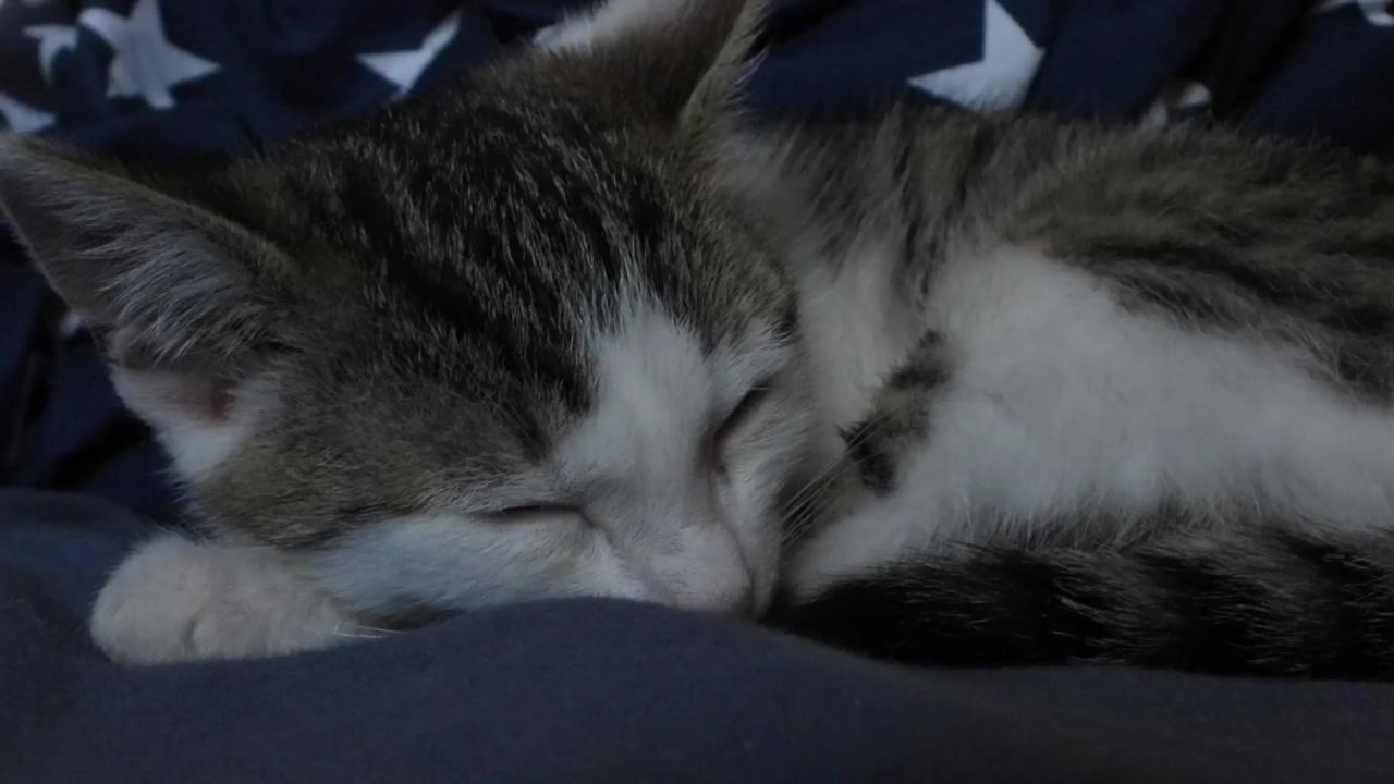 猫小猫梦守夜