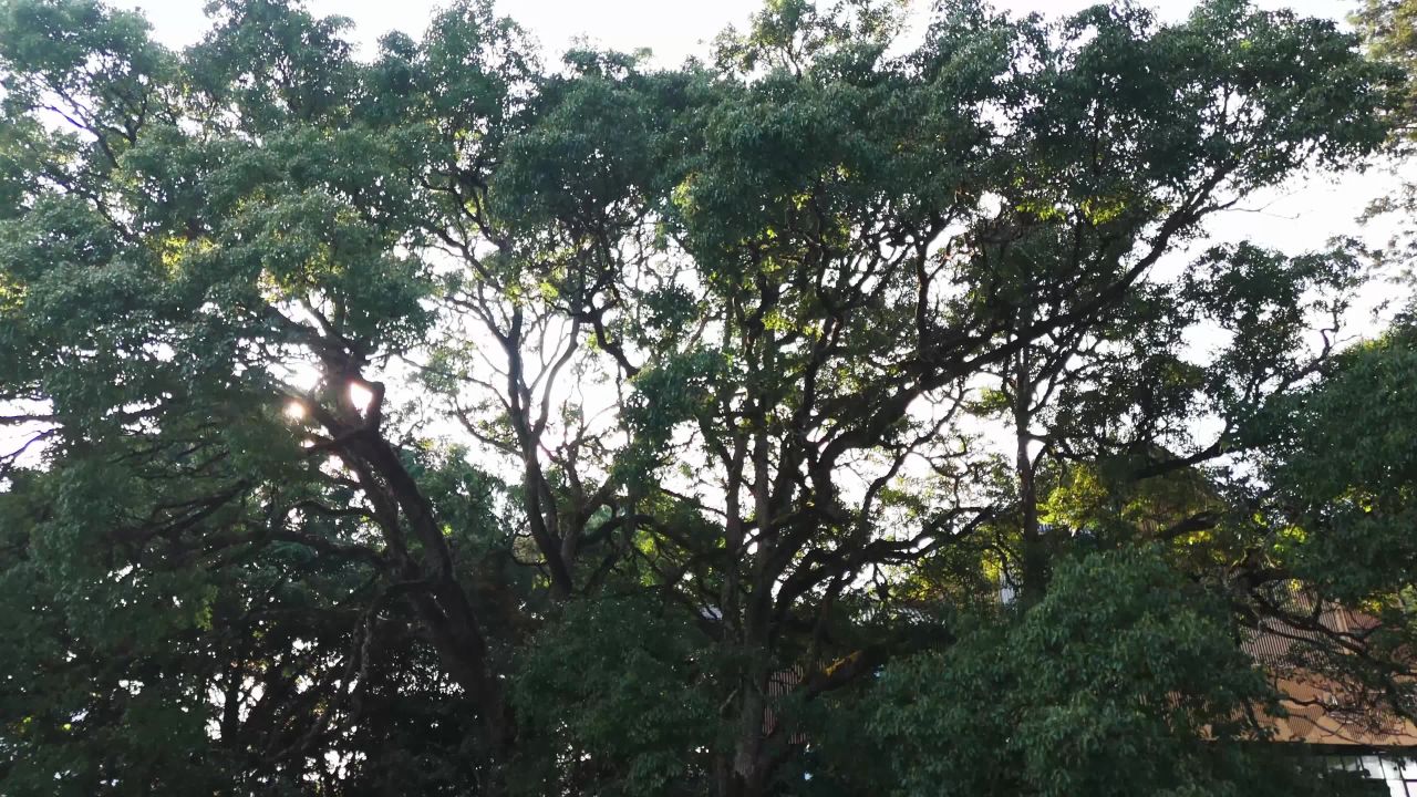 大树下的静谧时光