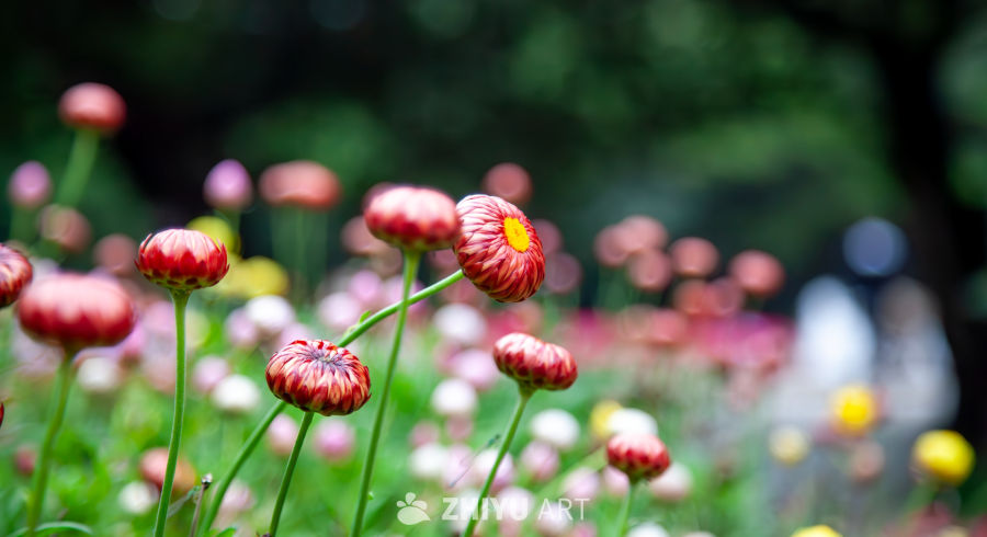 花 11