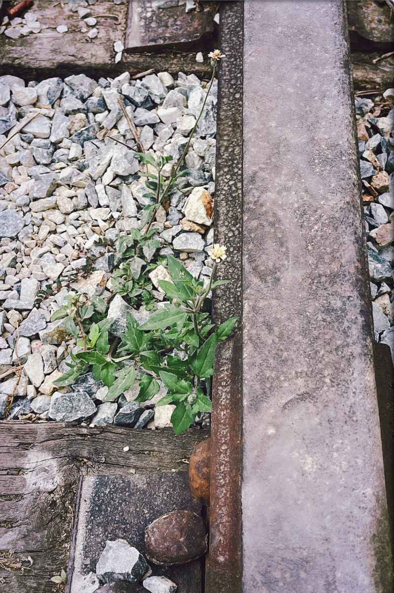 铁轨旁的花