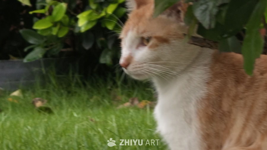 草丛中的小猫