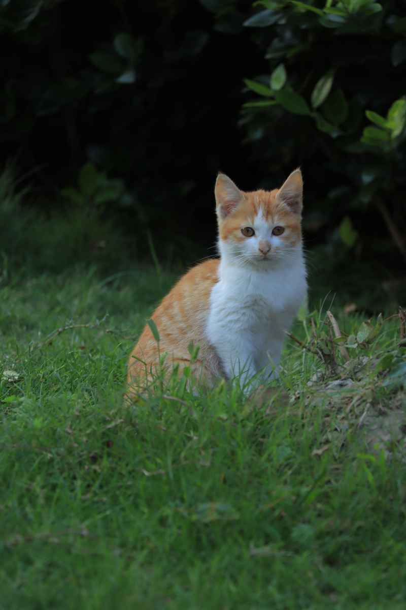 草地上的小奶猫