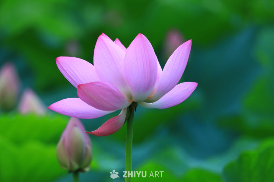 盛夏荷花 251