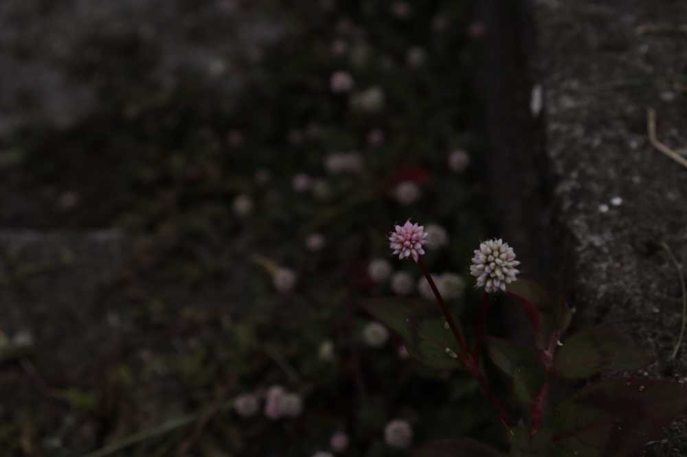 小紫花