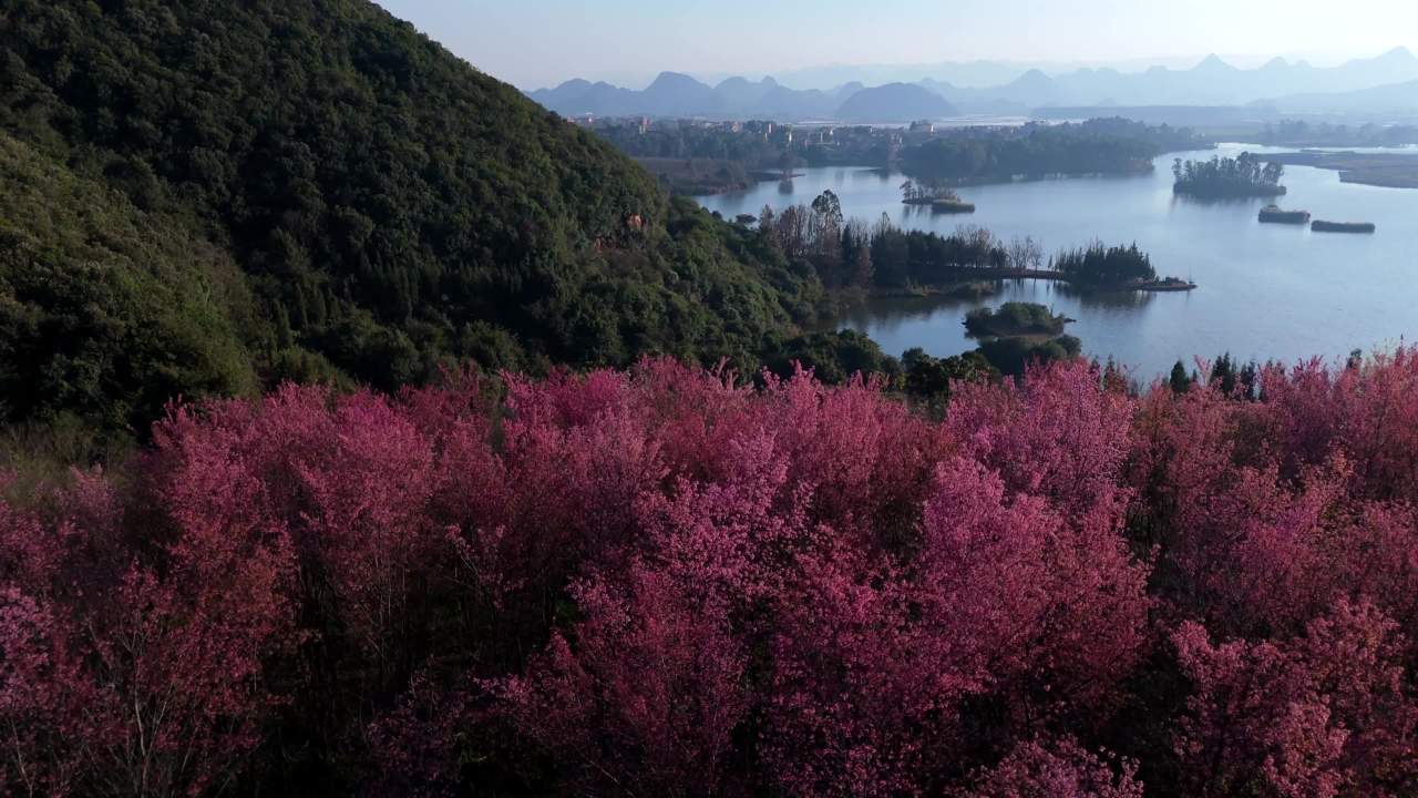 湖畔粉花海
