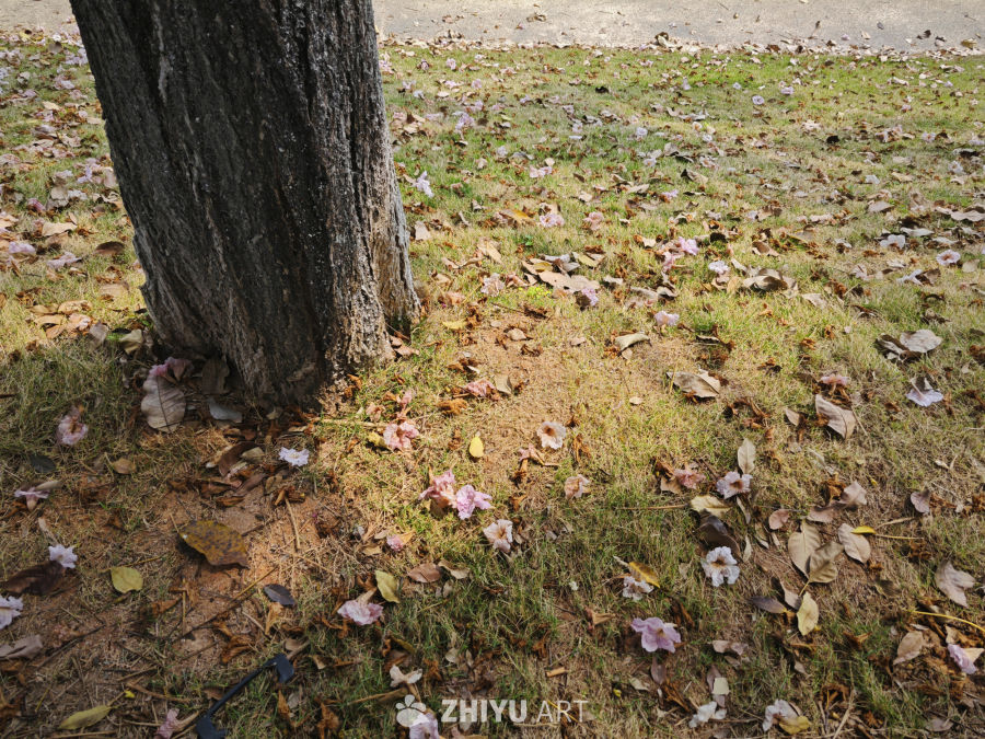 草地落花多