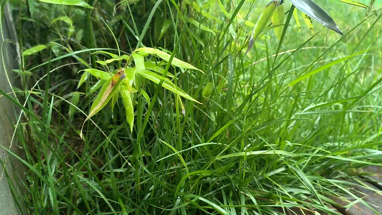 初秋的雨 2