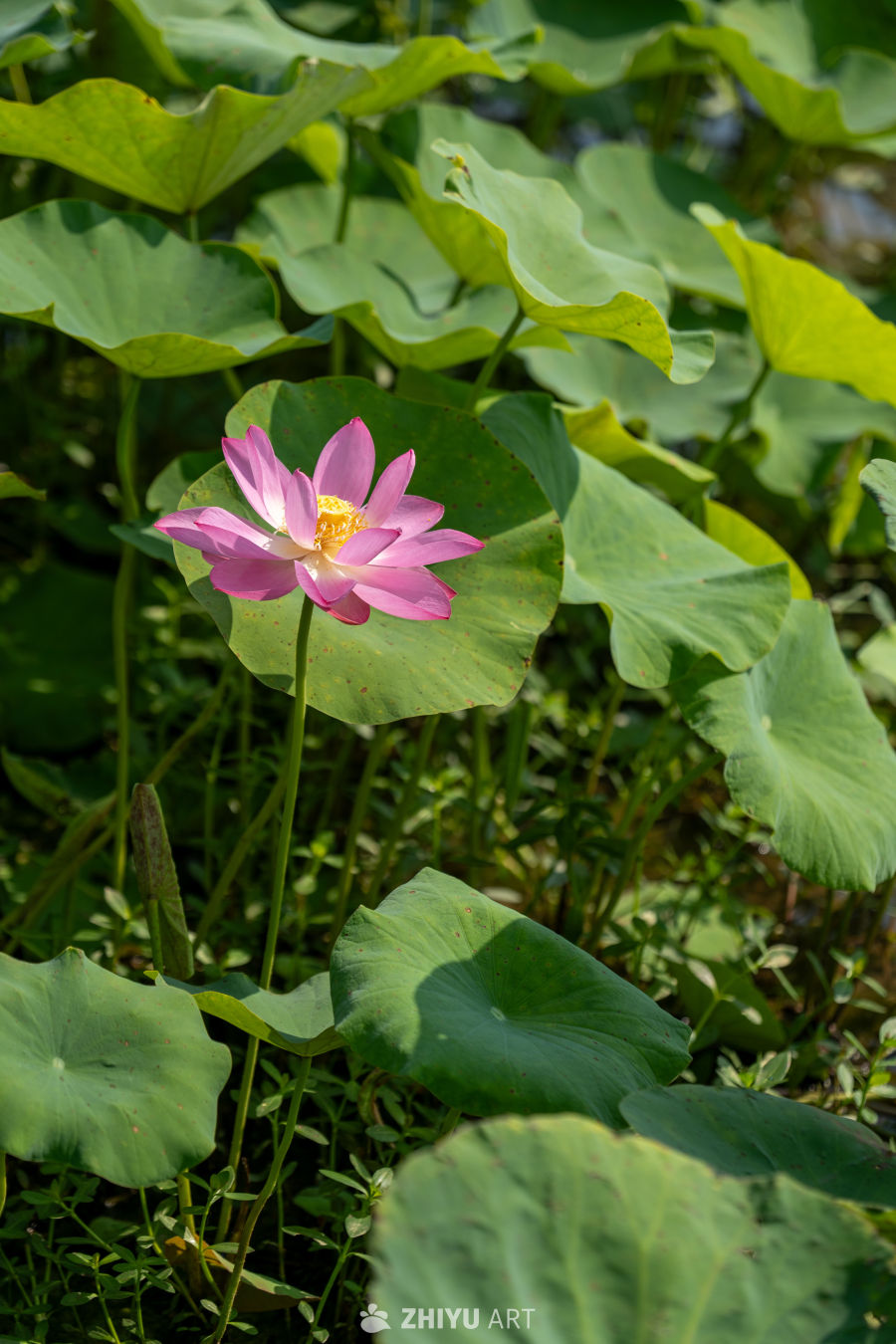 荷花 150
