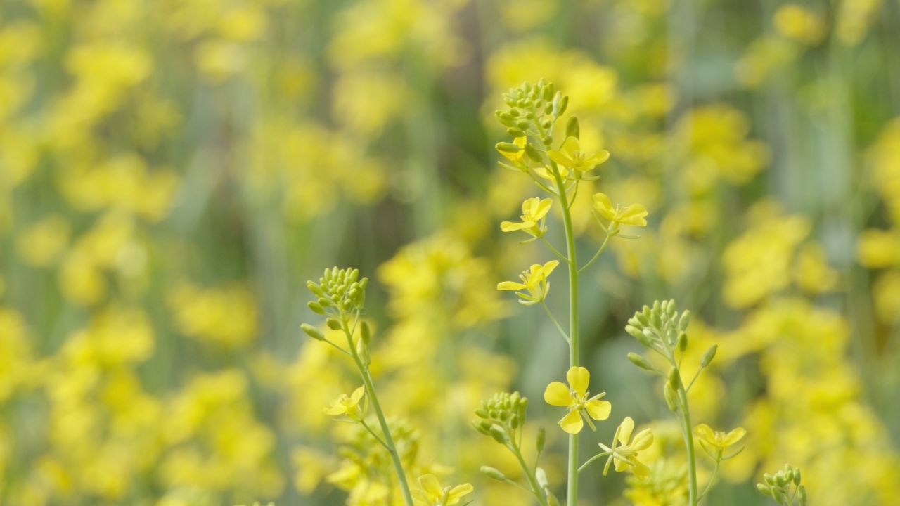 春天农村油菜花海蜜蜂采蜜 40