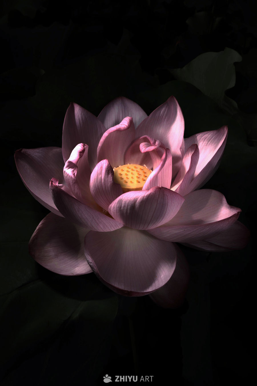 荷花