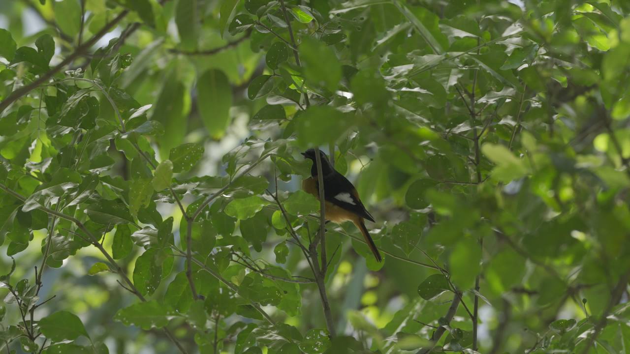 杨府山公园观鸟 32