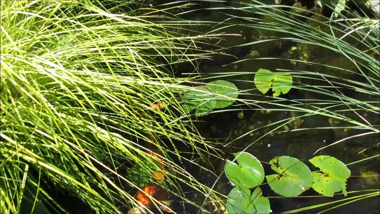池鱼植物自然水