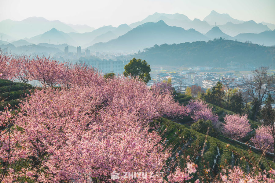山樱漫城 茶田叠翠