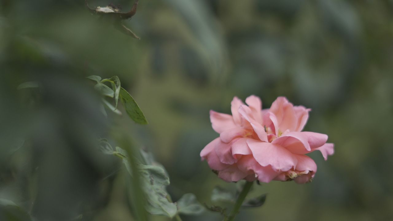 【实拍样片】索尼A6700-4K相机实拍原片视频 9