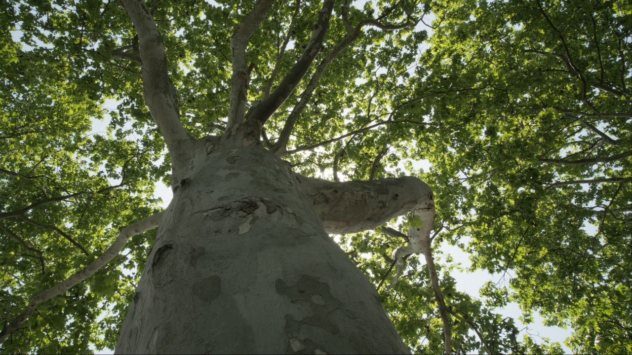 植物树木春天夏天绿油油生机盎然