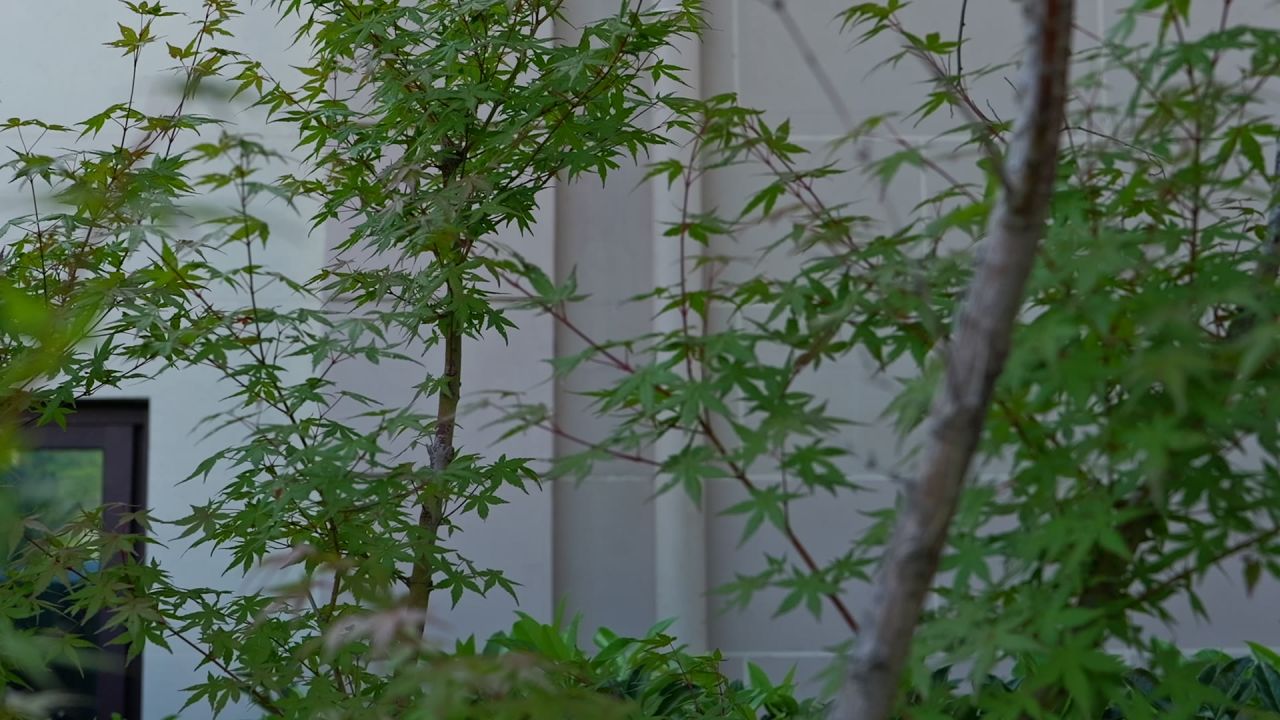 枫叶