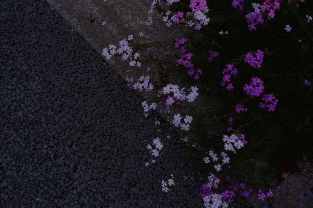路旁的小花