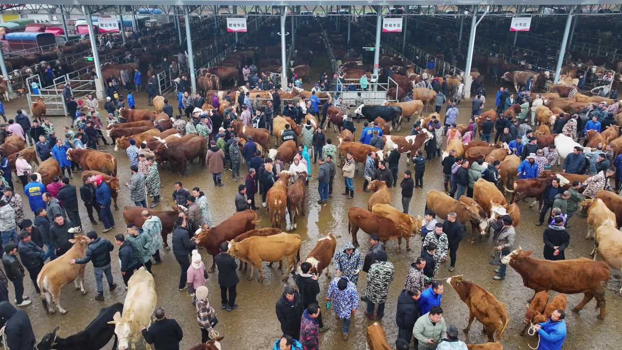 4k航拍贵州畜牧交易市场 牛市交易