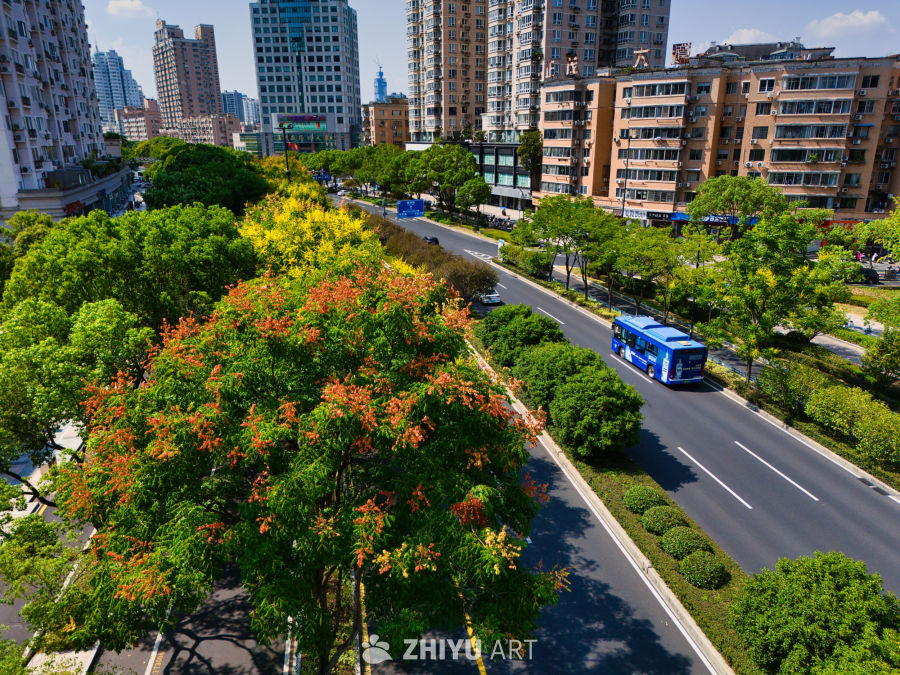 城市绿荫下的公交街景