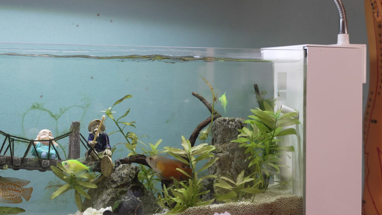 水族鱼缸景观 3