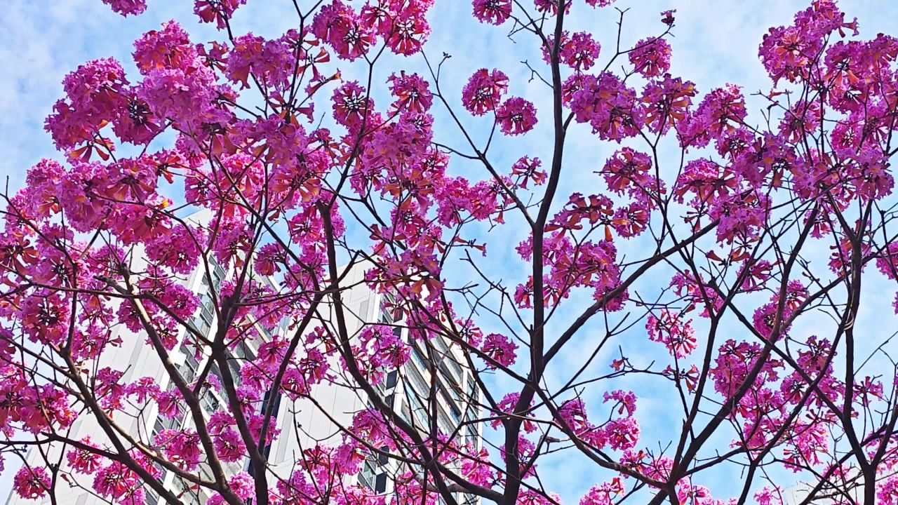 4K紫花风铃木花满树特写