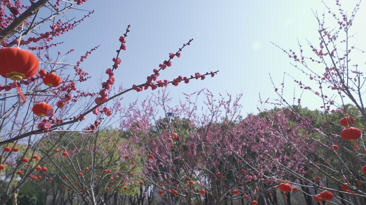 冬天的梅花 11