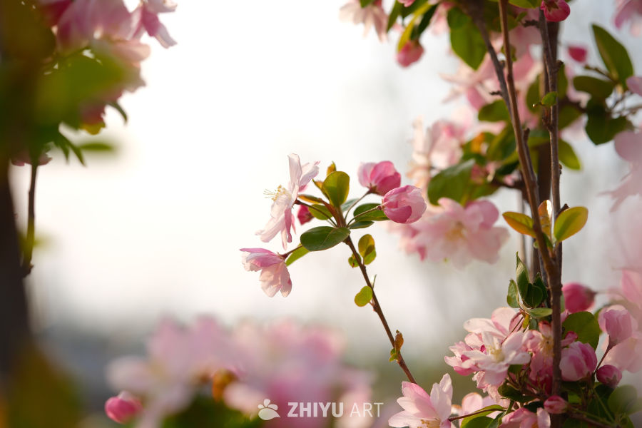 春天海棠花 82