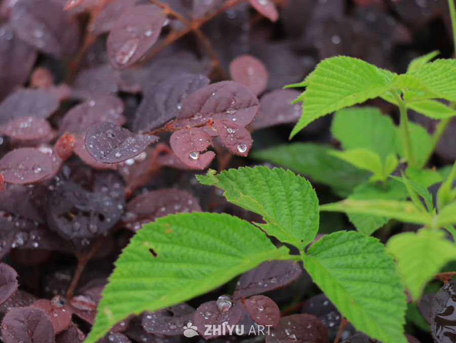 雨后的绿色紫色叶片