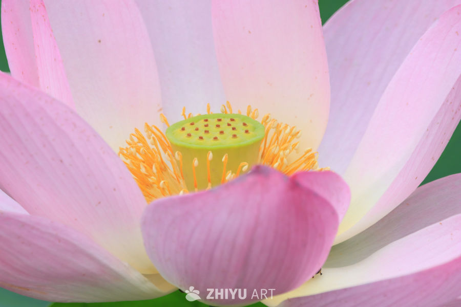 荷花 17