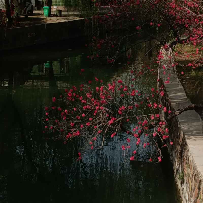 探出头的桃花