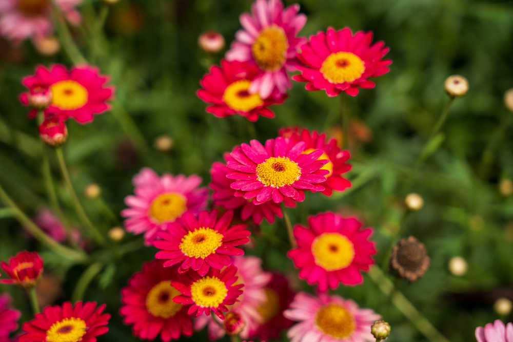 玫瑰谷的月季花