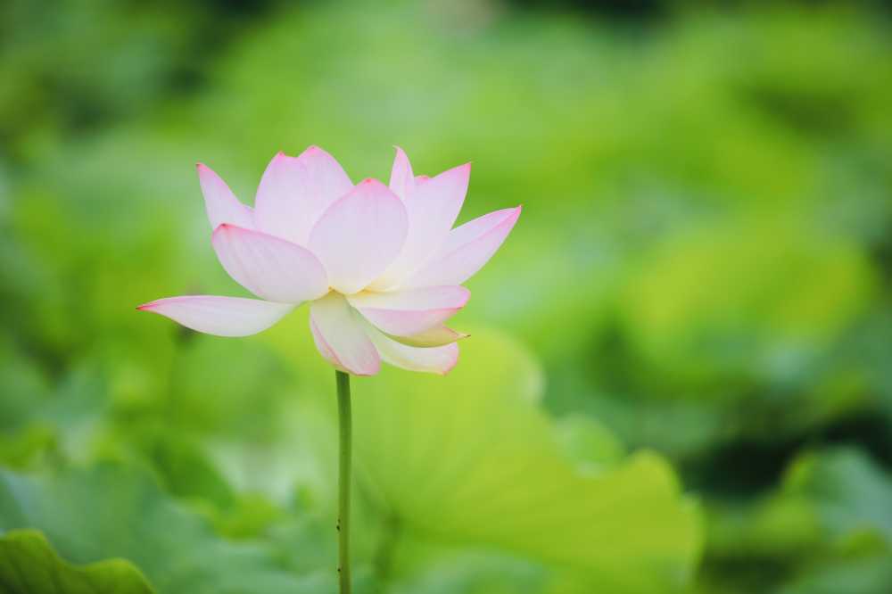 荷花荷叶池塘