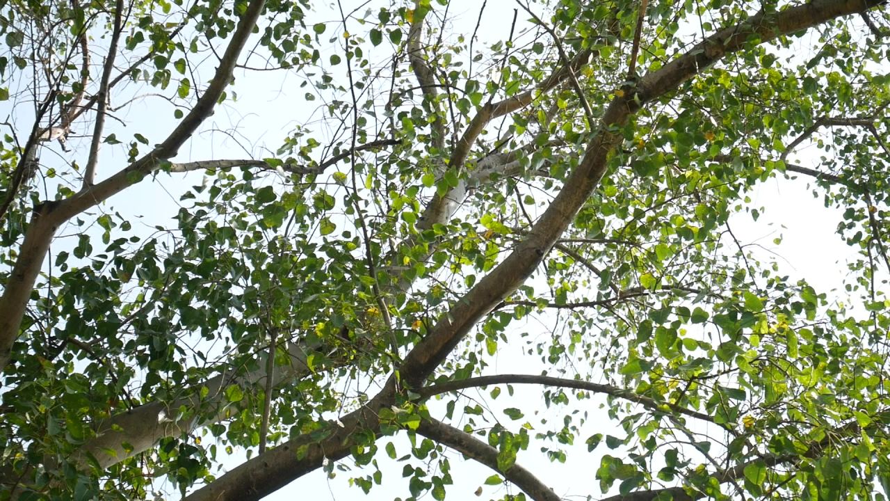 阳光微风菩提树