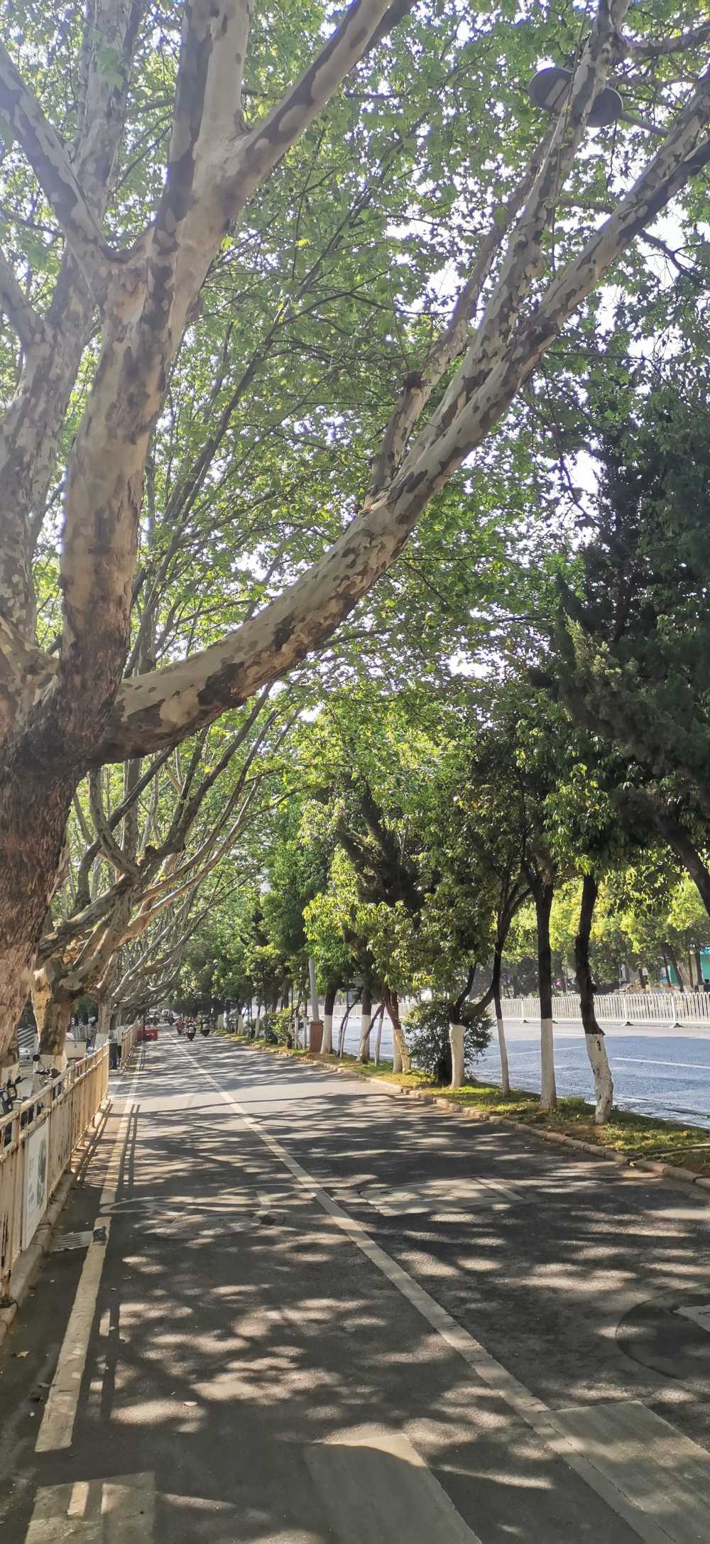 树荫下