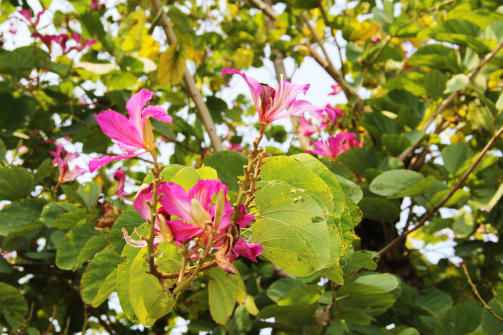 红花羊蹄甲花枝