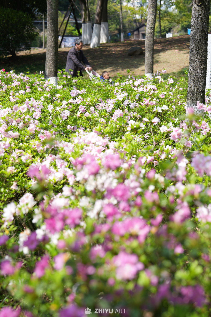公园里的花海时光