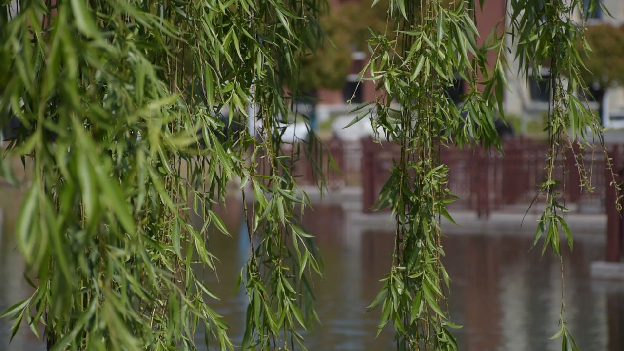 花草植物