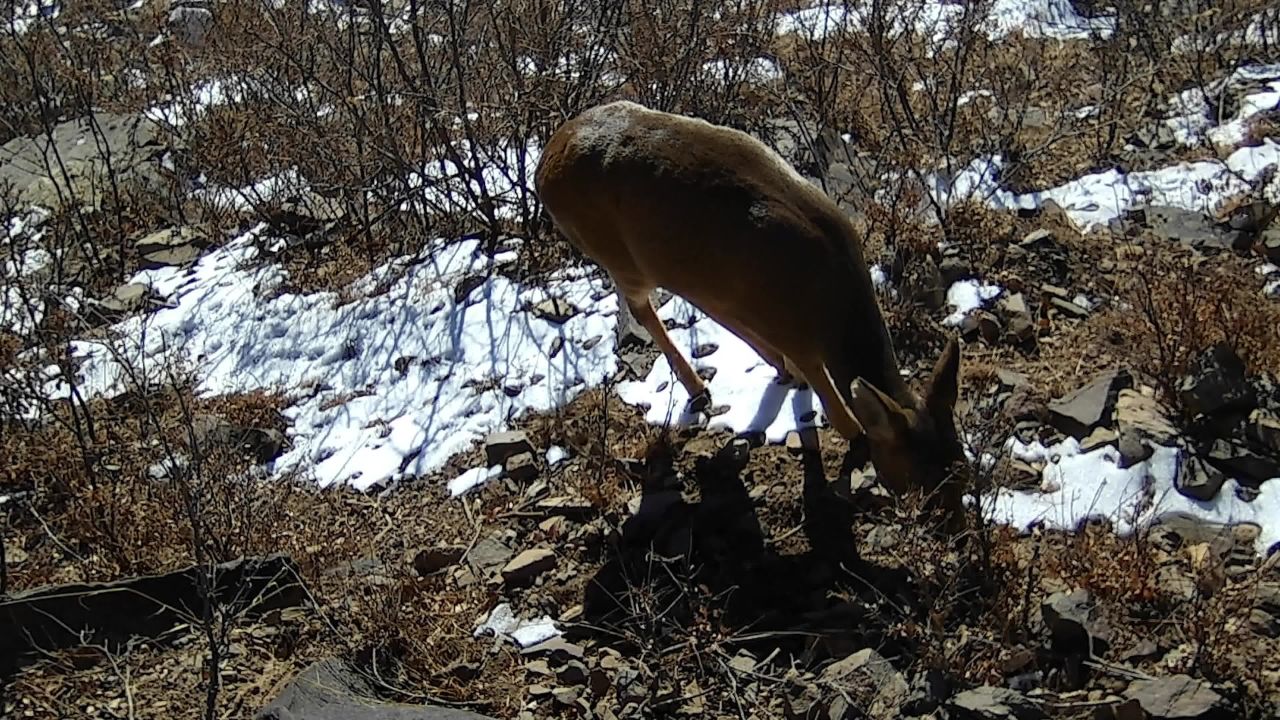 监控里的野生动物