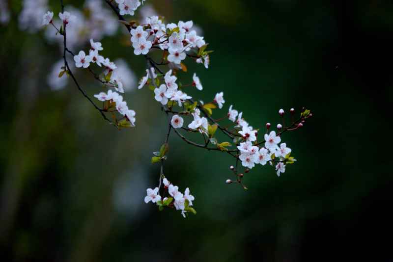 春花