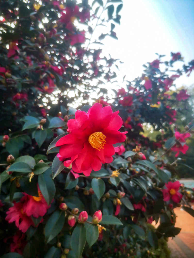 鲜花盛开山茶花花朵植物摄影图 