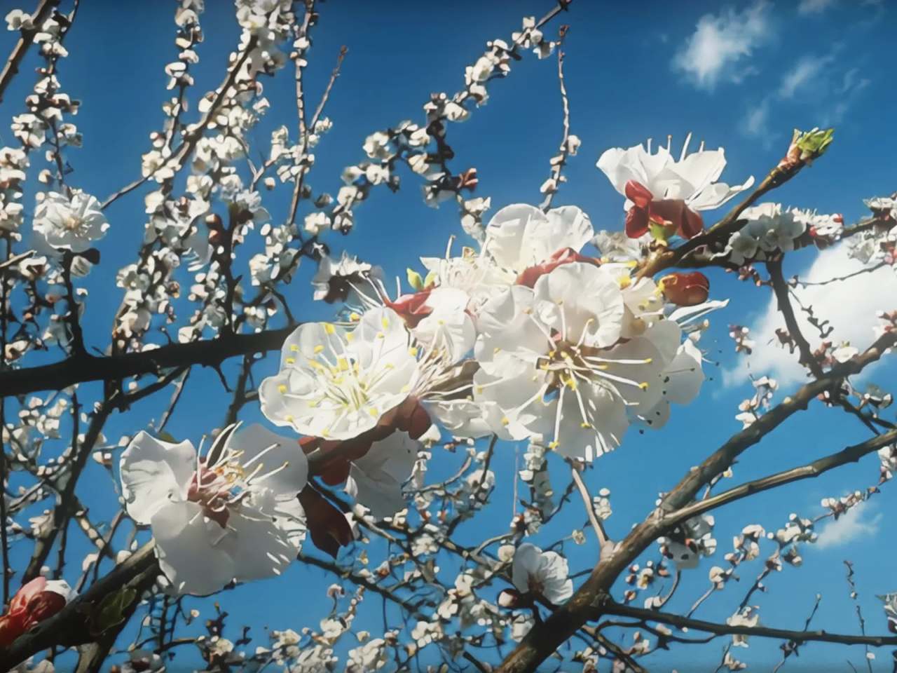 春日花开